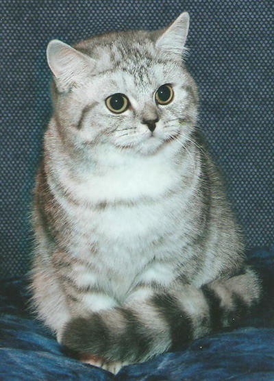 британская кошка