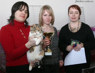 британская вислоухая кошка